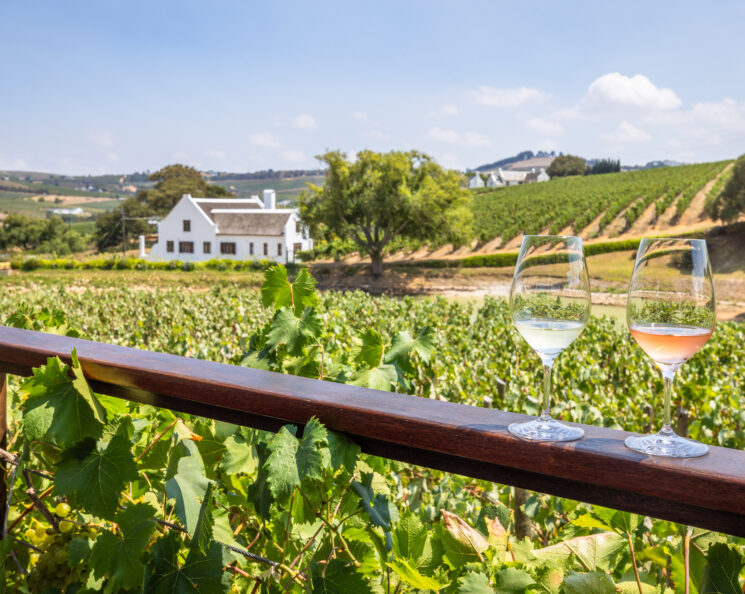 Wine tasting at Aaldering vineyards and wines, Stellenbosch, South africa.