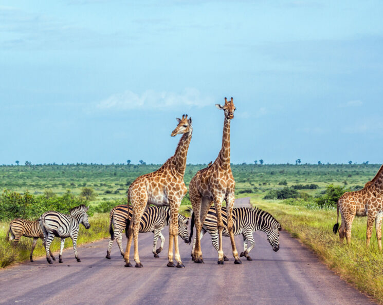Specie Giraffa camelopardalis and Equus quagga burchellii